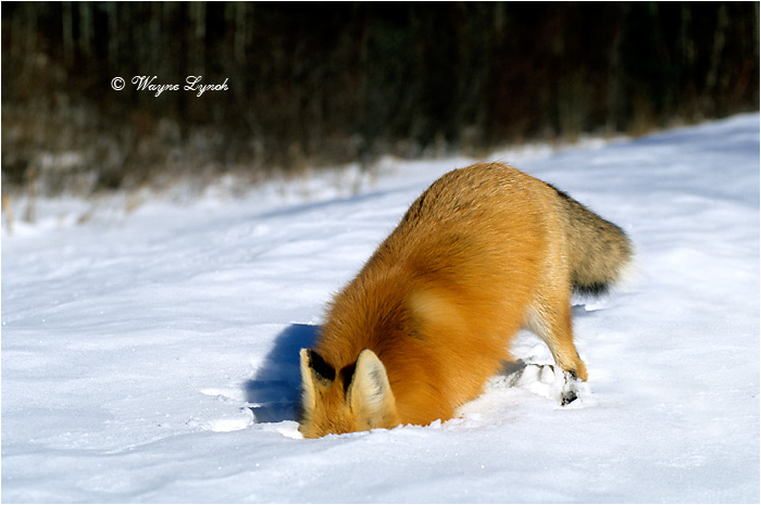 Red Fox by Dr. Wayne Lynch &copy;